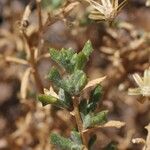 Senecio potosianus Leaf