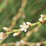 Polygonum equisetiforme Çiçek