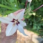 Gladiolus murielae Flower