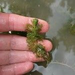 Myriophyllum verticillatum पत्ता