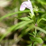 Lamium garganicum Fuelha