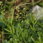 Lepidium densiflorum Staniste