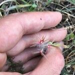 Trifolium stellatumFlors