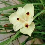 Dietes bicolor Blomma