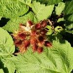 Rubus phoenicolasius Цвят