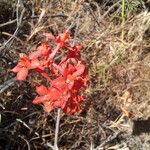 Delphinium cardinale Агульны выгляд