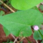 Ipomoea triloba Folla