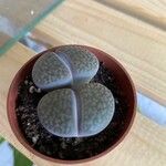 Lithops pseudotruncatella Leaf