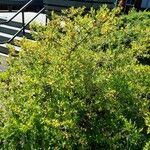 Lonicera maackii Συνήθη χαρακτηριστικά