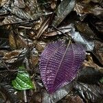 Miconia calvescens List