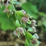 Epipactis helleborineBlüte