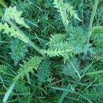 Cirsium filipendulum Leaf