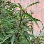 Barleria lupulina Feuille