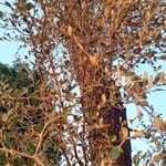 Ziziphus mauritianaLeaf