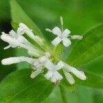 Asperula taurina Blomst