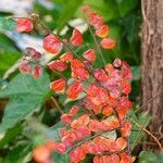 Cotoneaster divaricatus Ліст