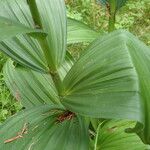 Veratrum album Hoja