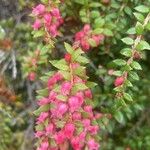 Vaccinium floribundum Blüte