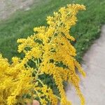 Solidago giganteaFlower
