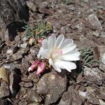 Lewisia rediviva Habitatea