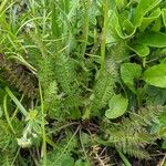 Pedicularis ascendens Leaf