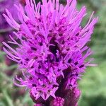 Liatris spicata 花