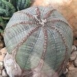 Euphorbia obesa Листок