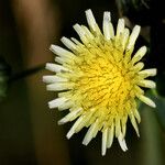 Sonchus oleraceus Žiedas