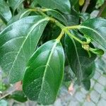 Viburnum odoratissimum Leaf