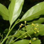 Ocotea meziana Hoja