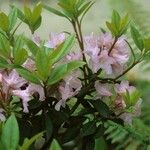 Rhododendron minus Habitat