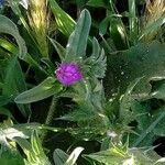 Echium arenarium Flor