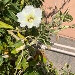 Ipomoea arborescens Flower