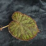 Begonia picta Агульны выгляд