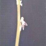 Microtis unifolia 花