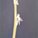 Microtis unifolia Flor