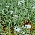 Cerastium tomentosum 整株植物