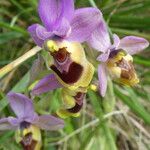 Ophrys tenthredinifera Цвят