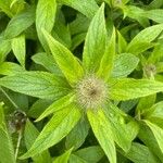 Inula racemosa Leaf