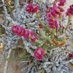 Anabasis articulata Flower