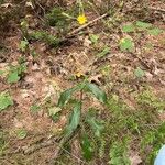 Hieracium scabrum Hoja