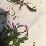 Epilobium anagallidifolium Cvet