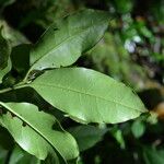 Bourreria costaricensis 葉