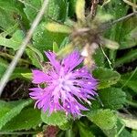 Centaurea napifoliaLorea