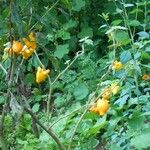 Solanum mammosum Плод