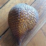 Salacca zalacca ഫലം
