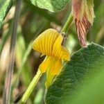 Rhynchosia minima Flower