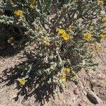 Cylindropuntia acanthocarpa Alkat (teljes növény)