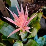 Aechmea fasciataŽiedas