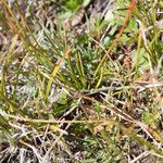 Juncus triglumis برگ